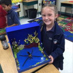 spider diorama